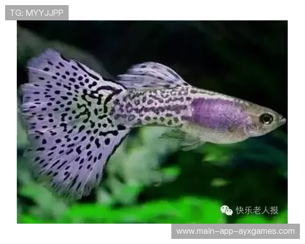 世界游泳挑战赛惊现“水中神兽”,网友看呆 世界游泳挑战赛惊现“水中神兽”,网友看呆